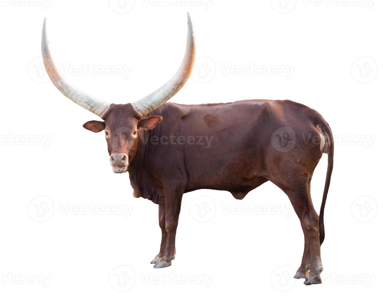 ankole watusi isolated on white background photo