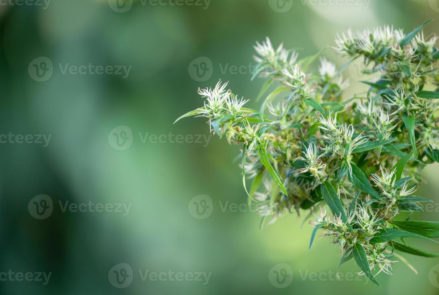 marihuana cannabis sativa foto