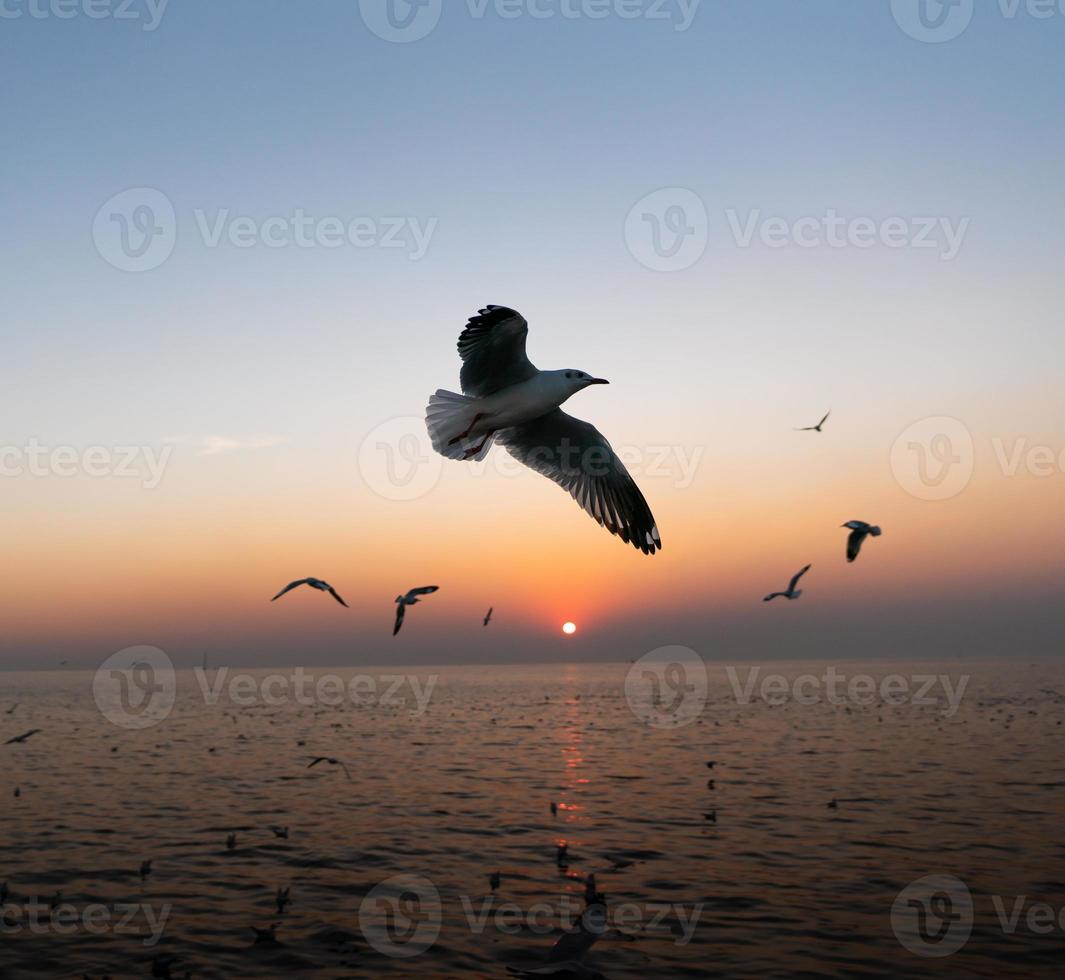 seagulls flying over the sea at sunset photo