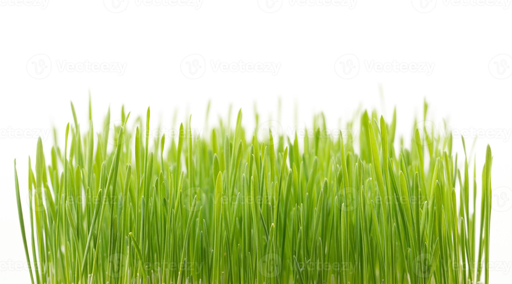 Green wheat grass isolated on white background photo