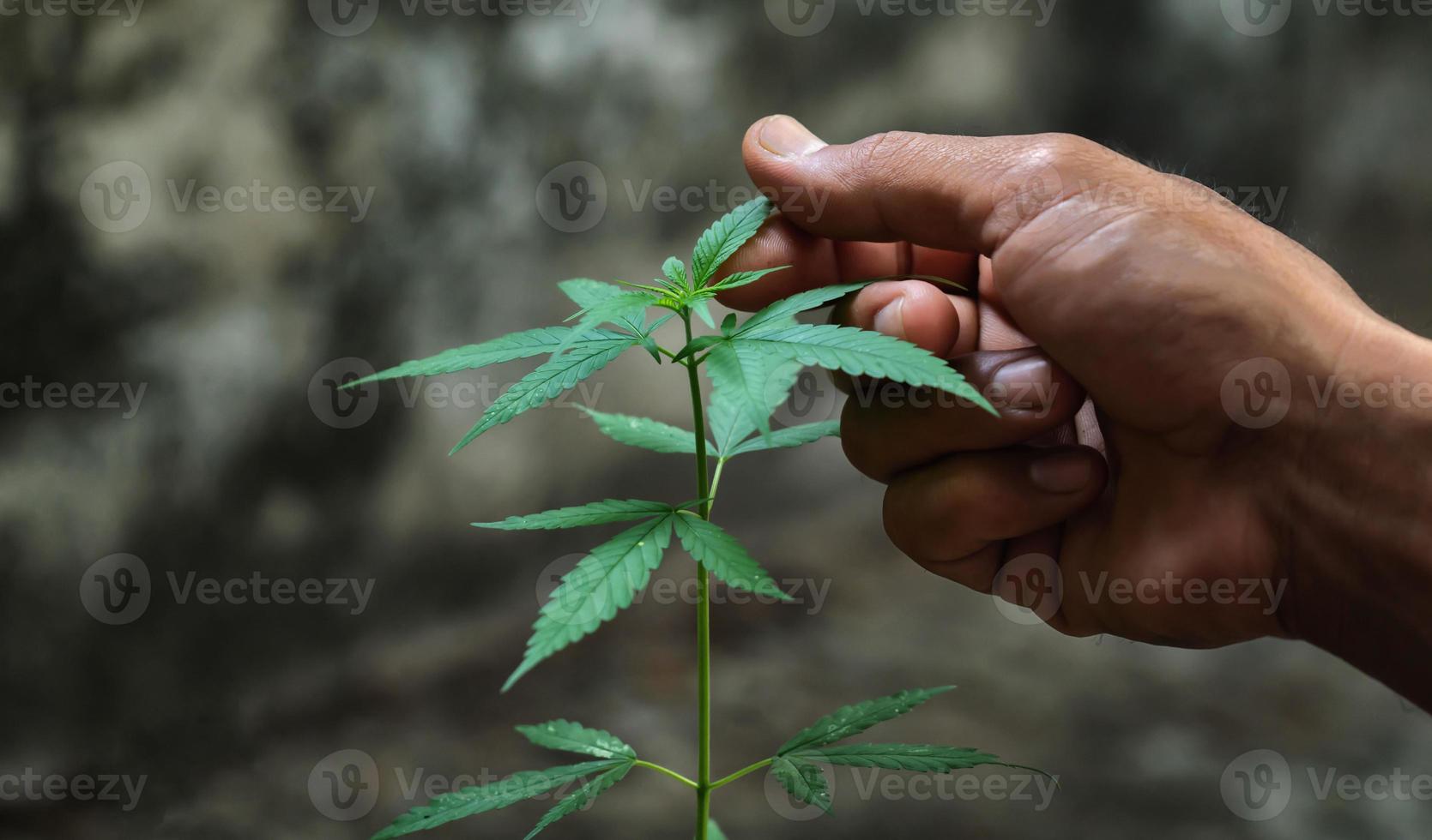 Hand holding marijuana leafs photo