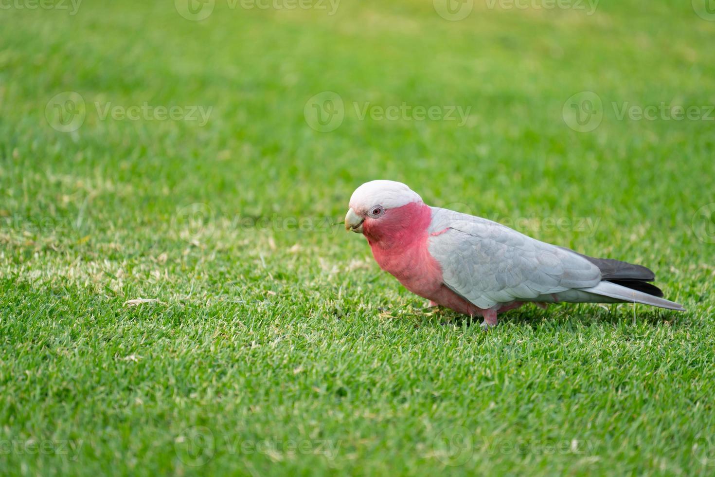 Galahs australianos salvajes caminando sobre la hierba verde foto