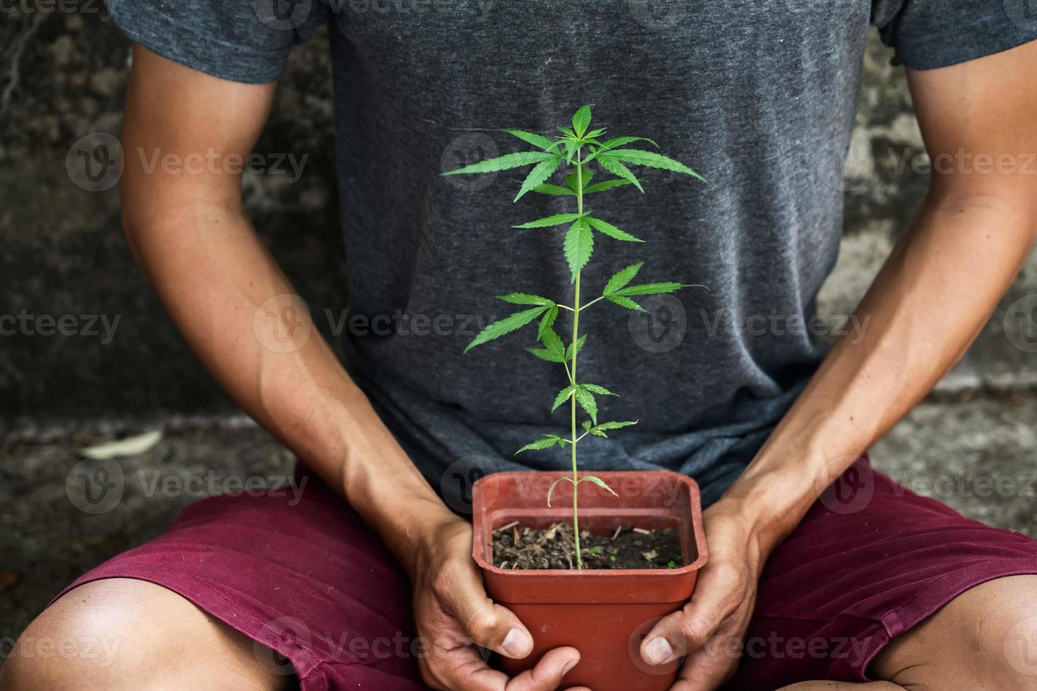 Hand holding marijuana in pod photo