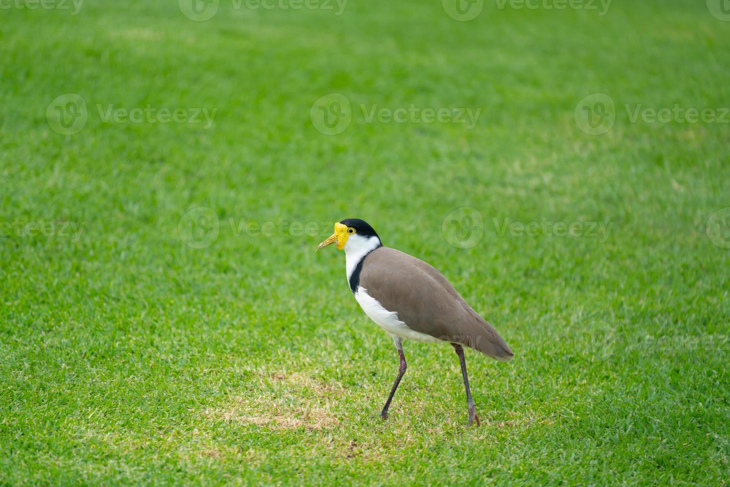 Masked Lapwing  Vanellus miles photo