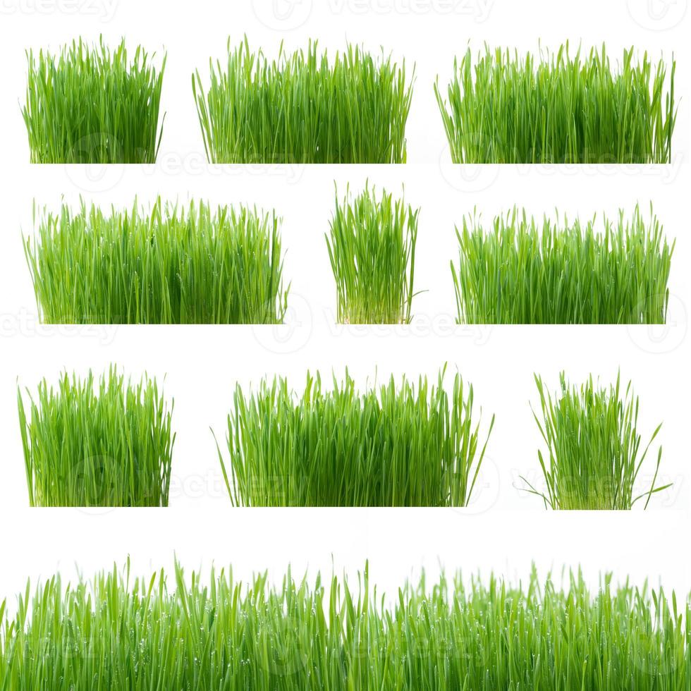 Green wheat grass isolated on white background photo