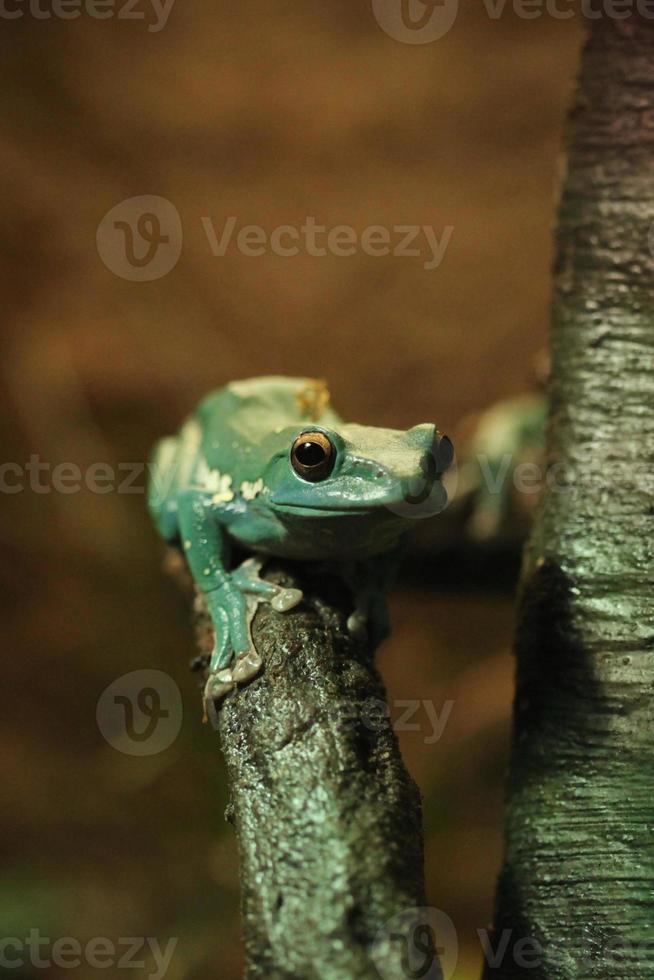 rana verde china deslizándose en un árbol foto