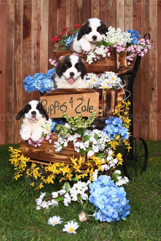 retrato de cachorros de san bernardo foto