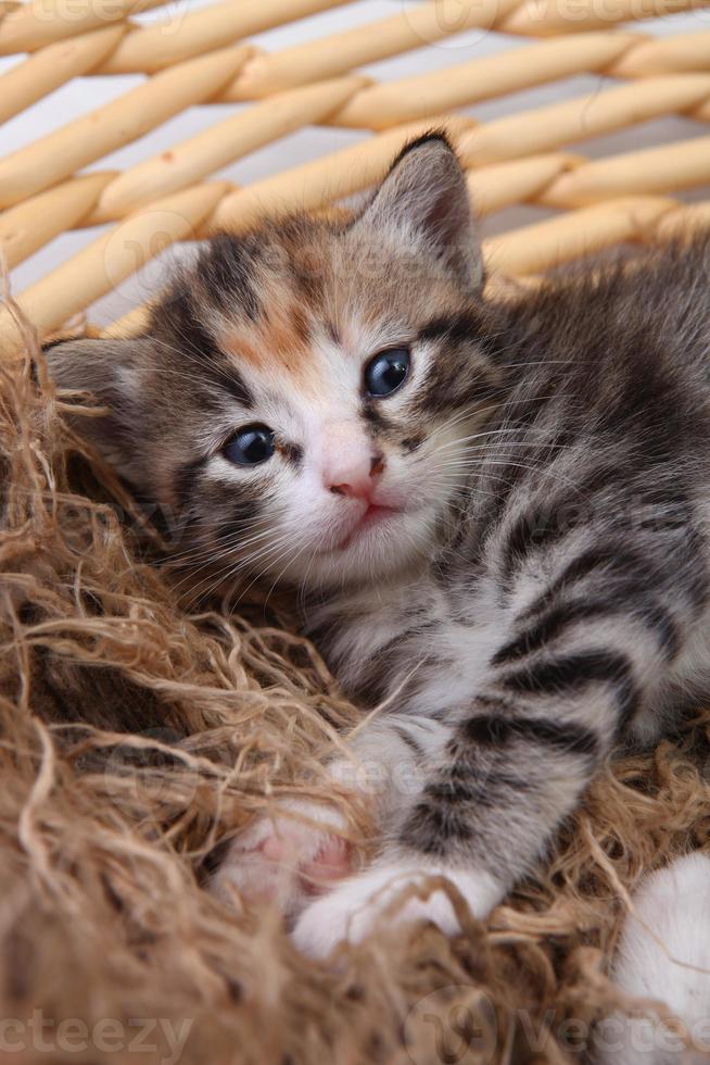 gatito recién nacido en una canasta foto