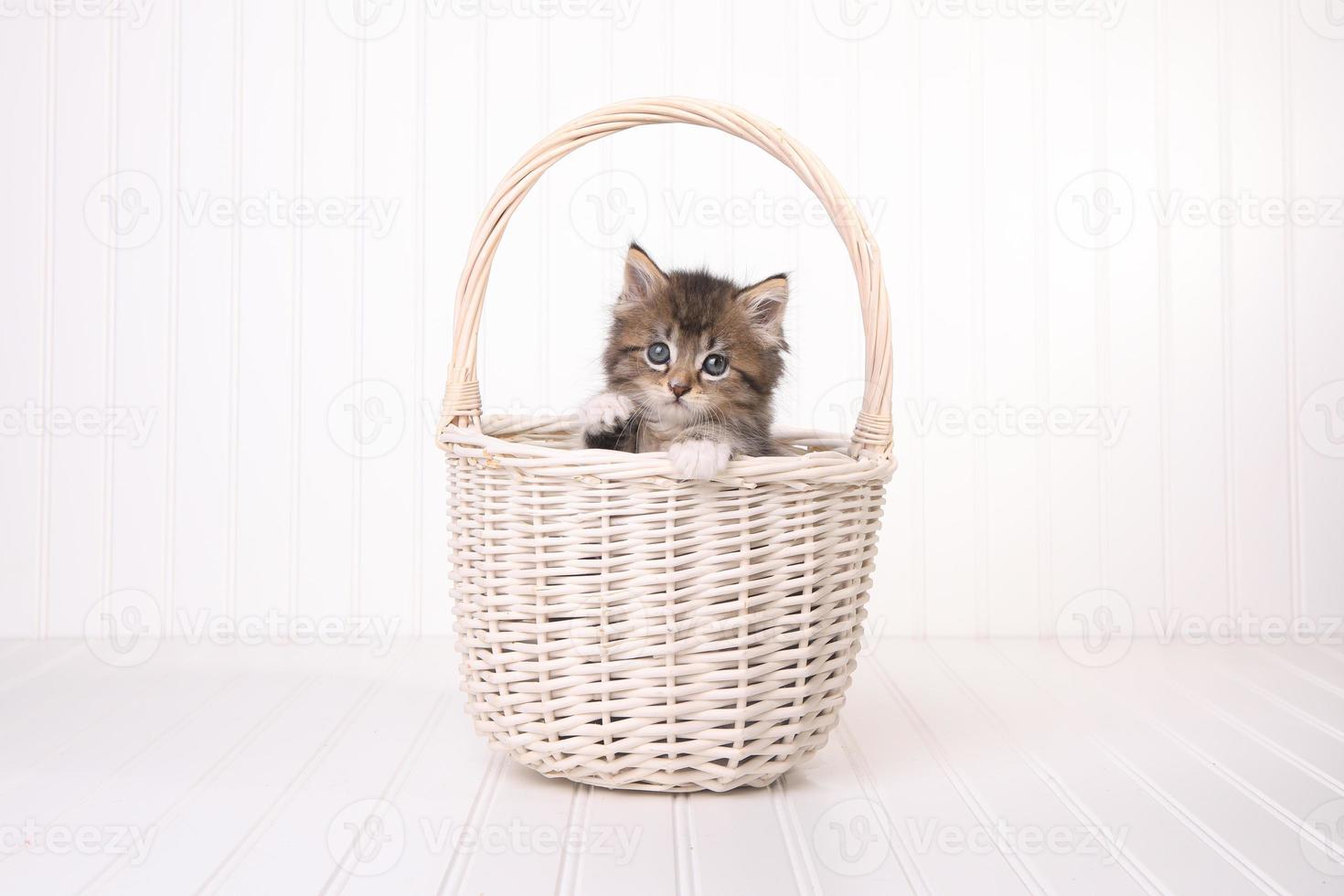 Maincoon Kitten With Big Eyes In Basket photo