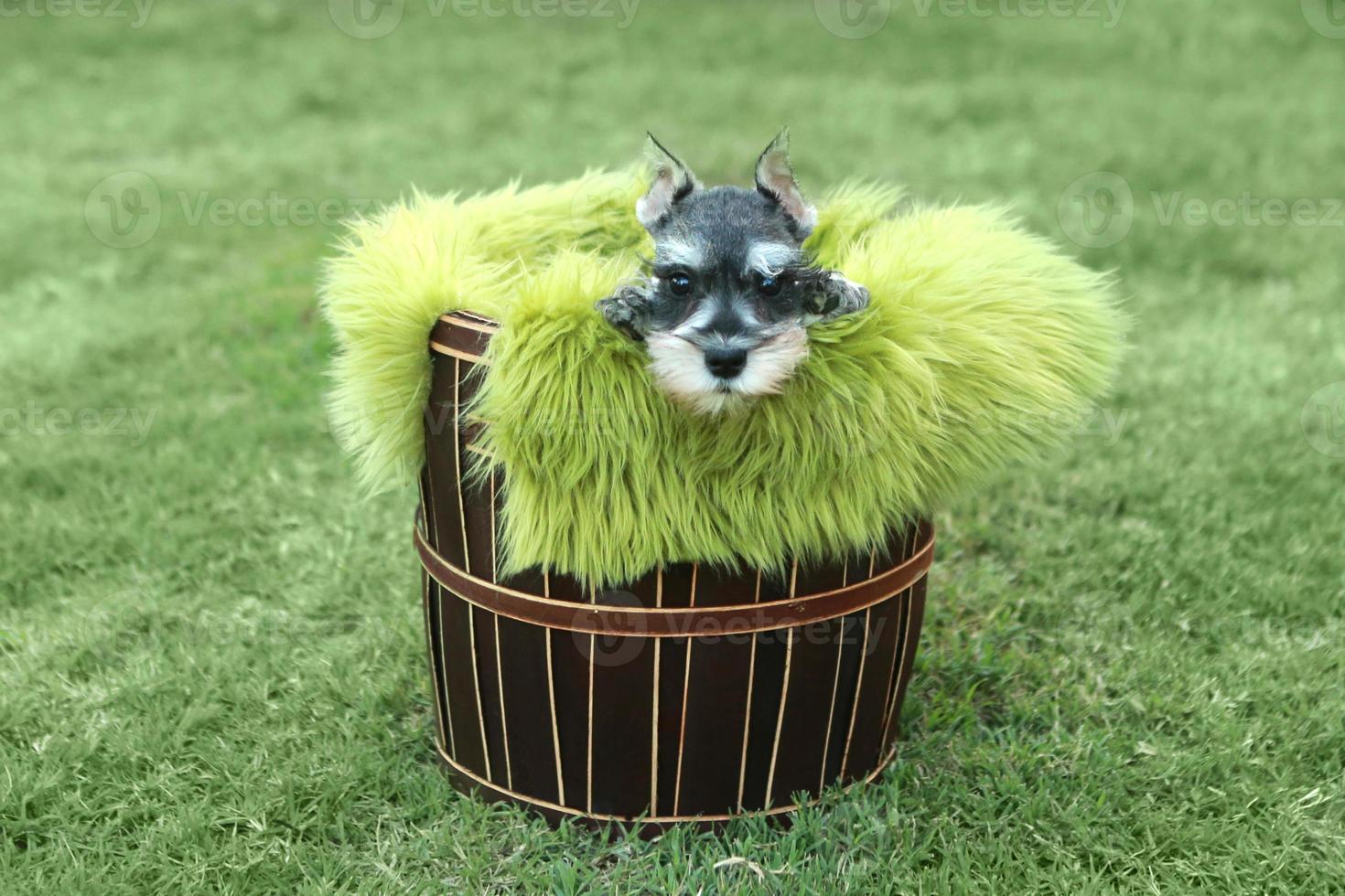 Cachorro Schnauzer miniatura al aire libre foto