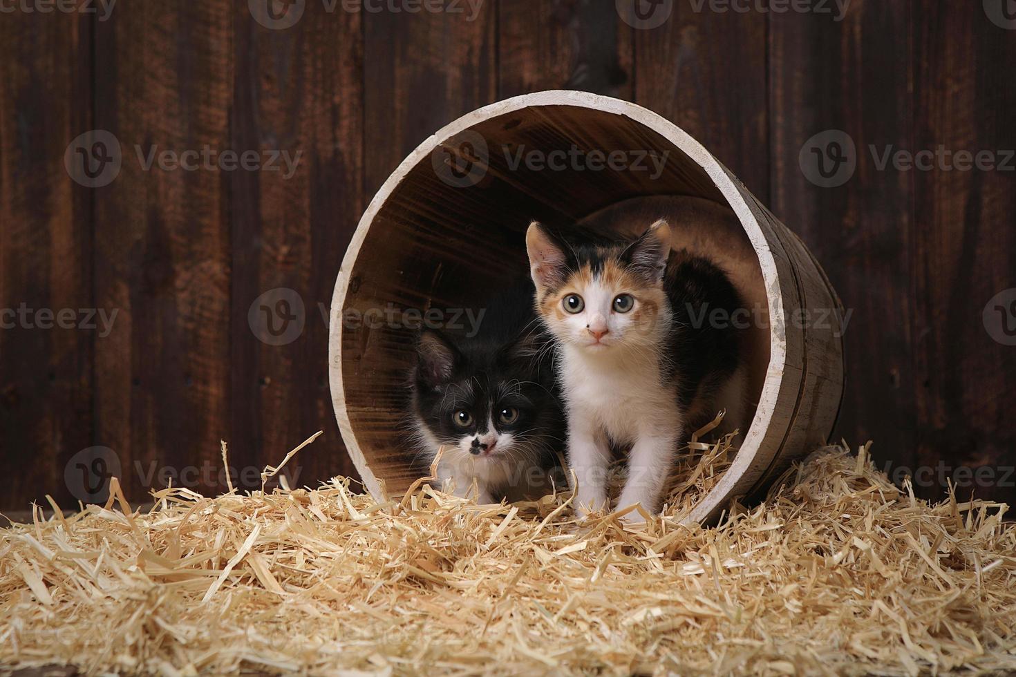 Lindos y adorables gatitos en un granero con heno foto