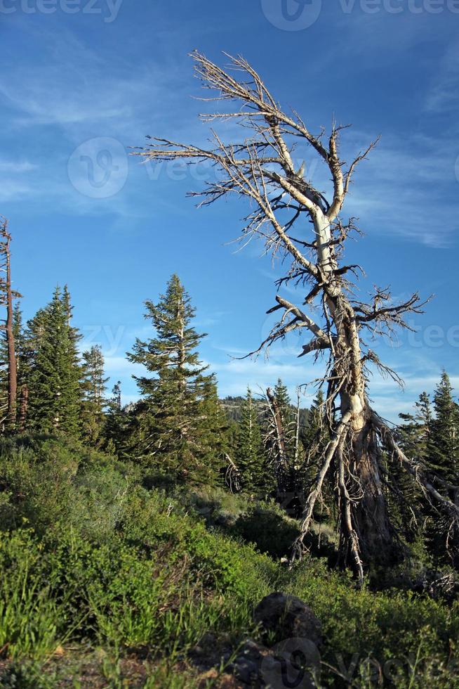 hermoso árbol en la sierra foto