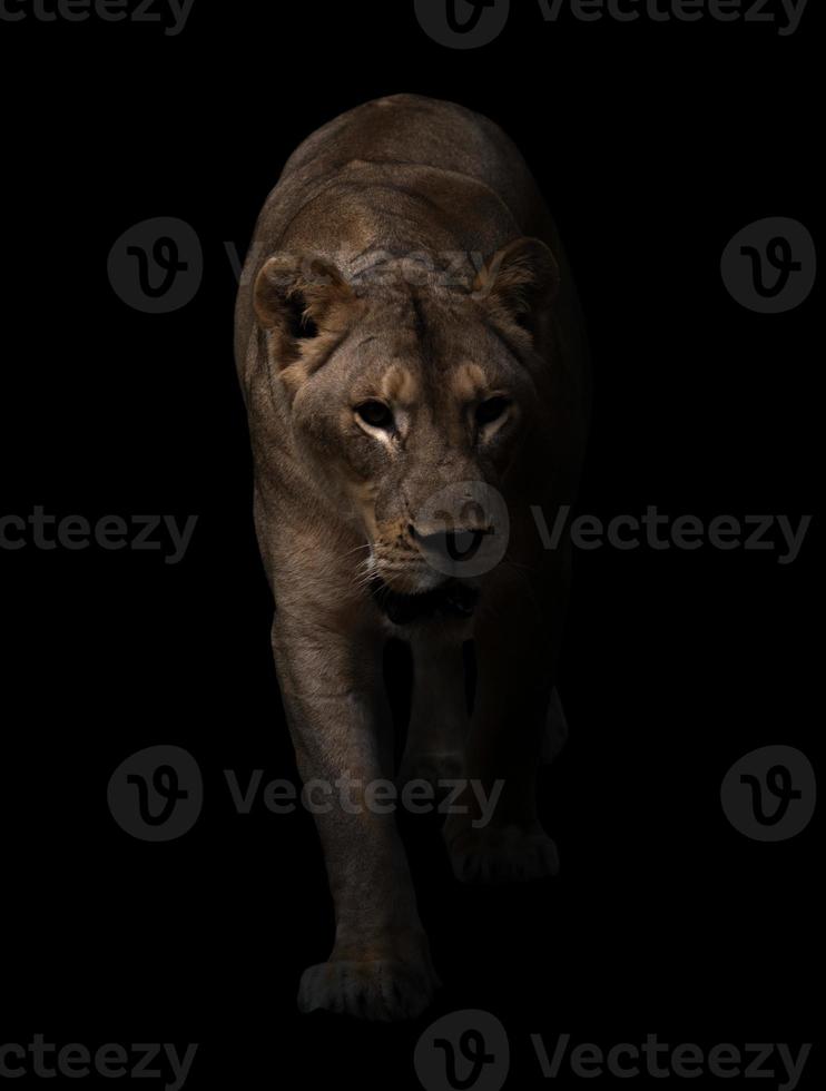 female lion walking in dark background photo