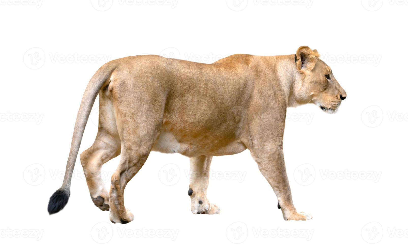 León hembra caminando aislado sobre fondo blanco. foto