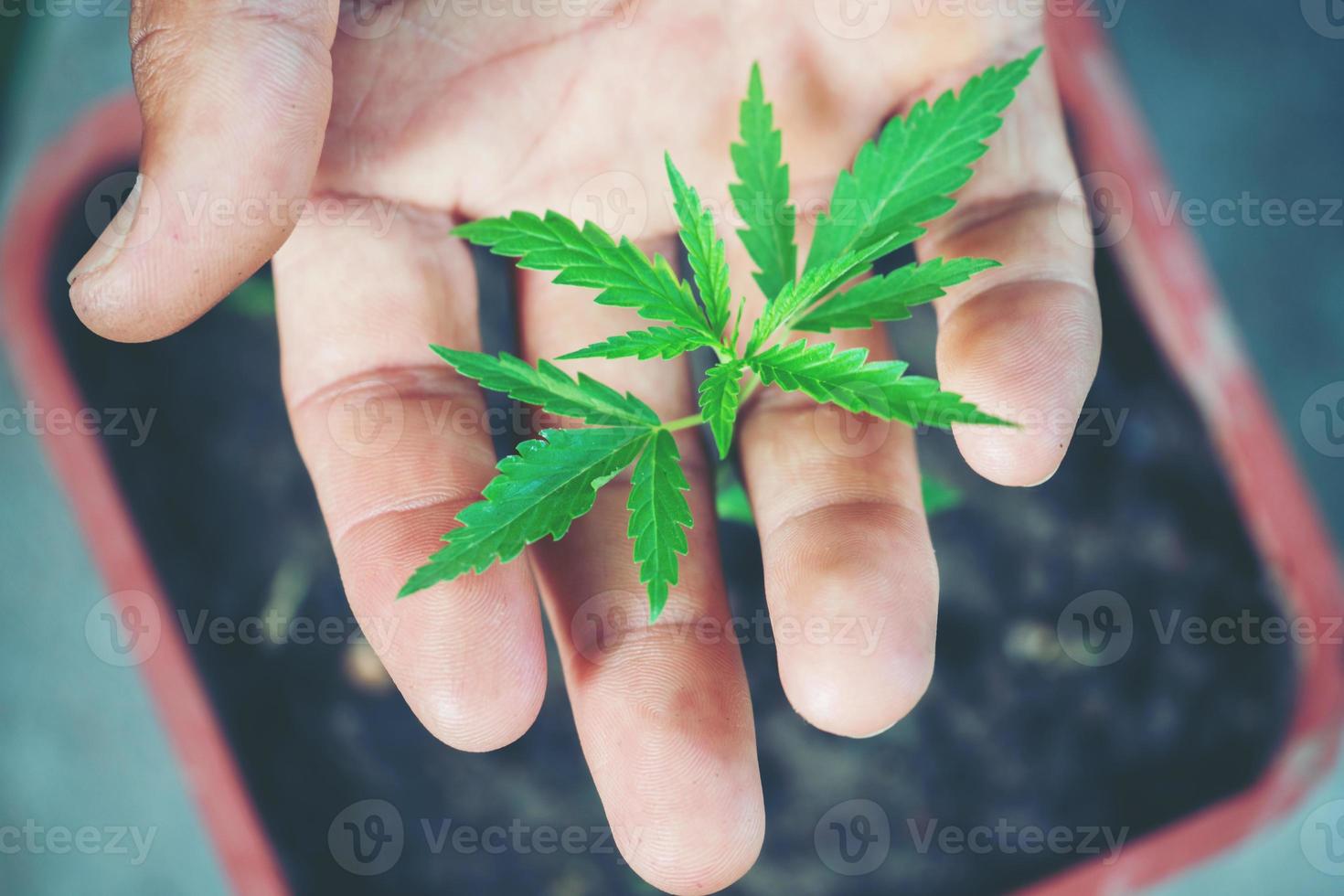 mano que sostiene la hoja de marihuana foto