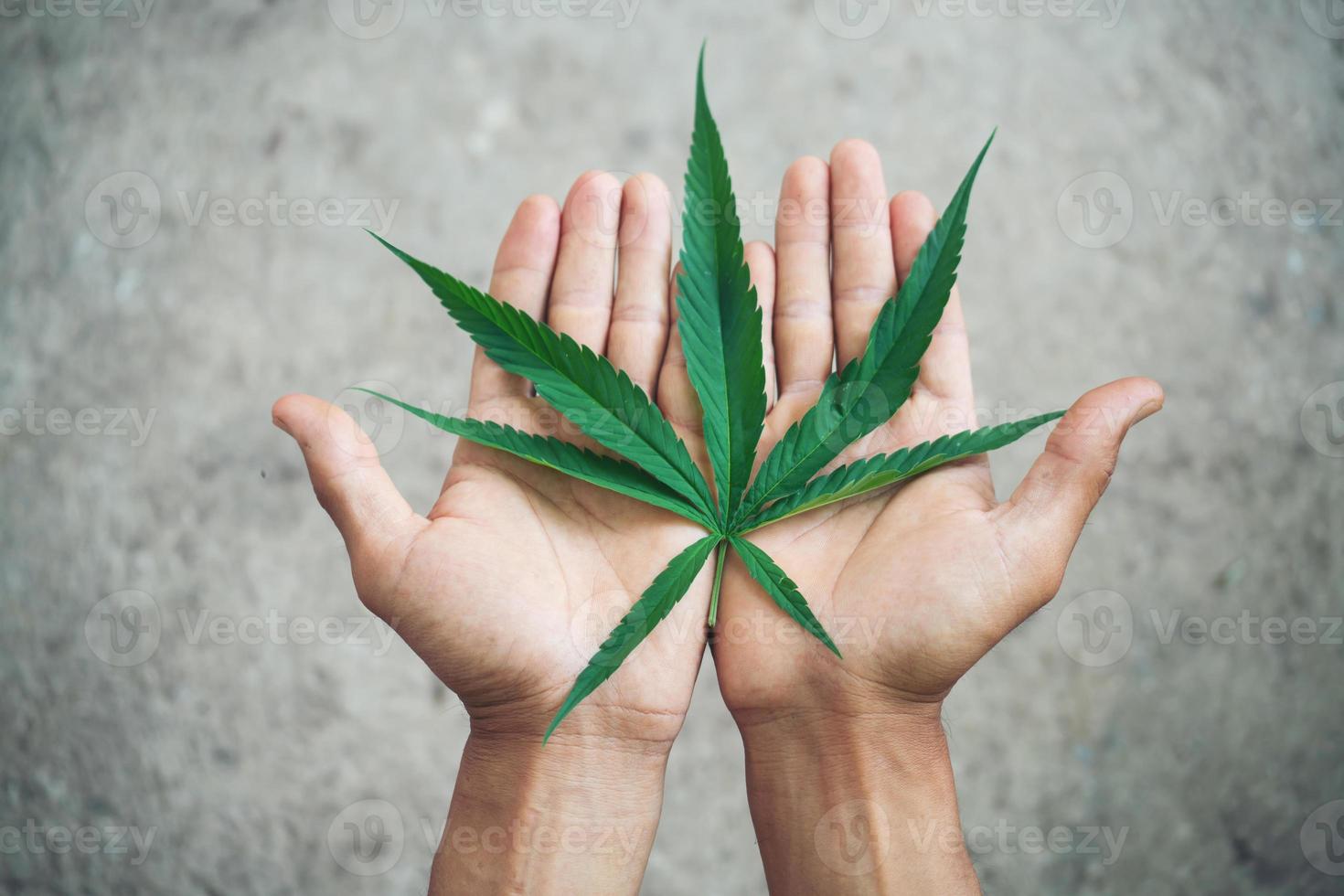 Hand holding marijuana leaf photo