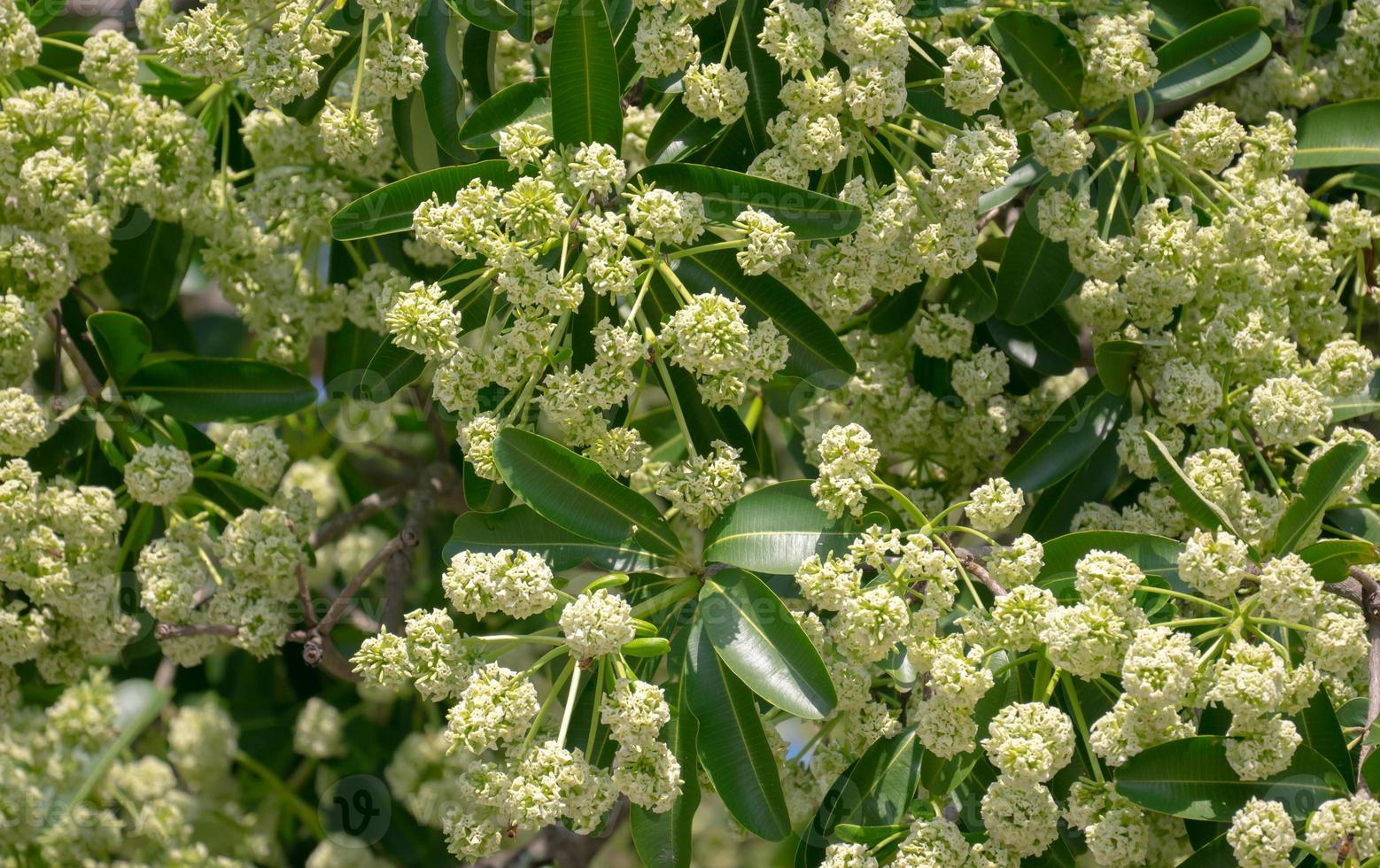 El árbol del diablo Alstonia scholaris con flores tiene un olor acre foto