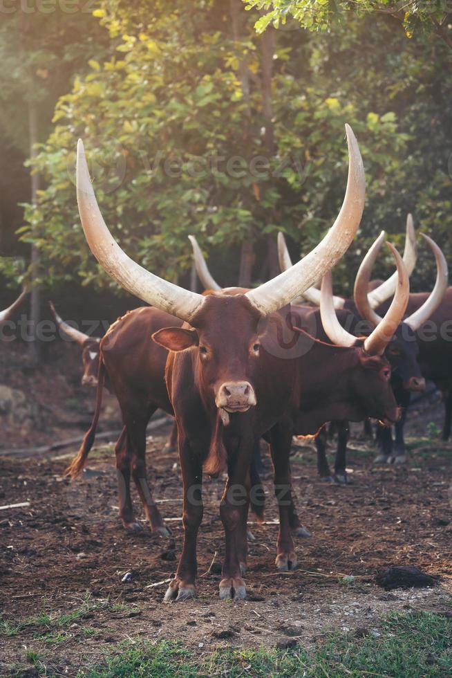 ankole watusi cattle in zoo photo