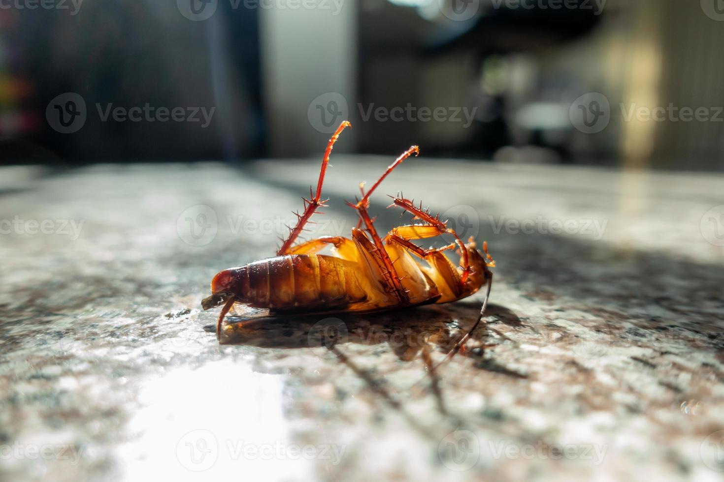 Dead cockroach on floor photo