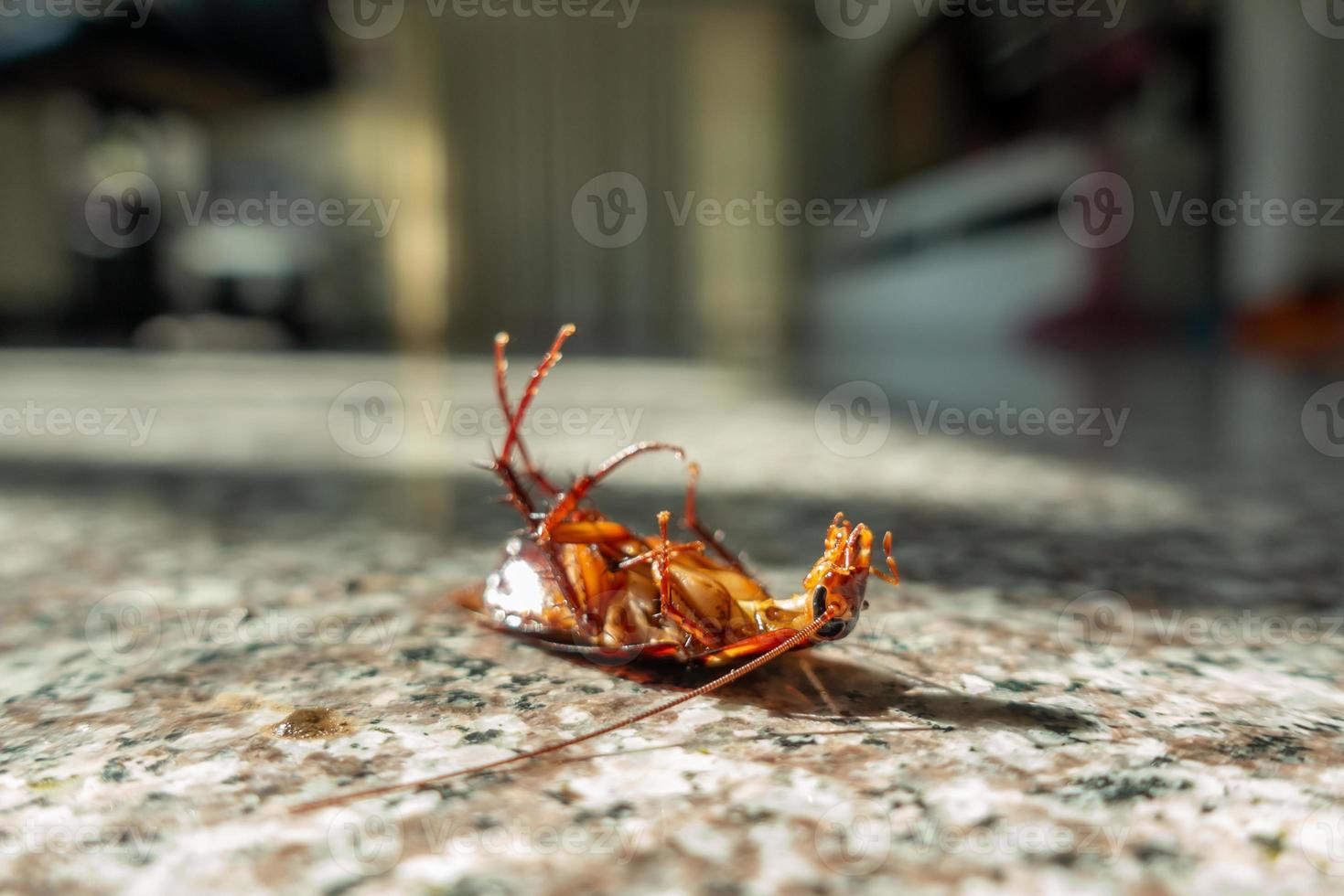 Dead cockroach on floor photo