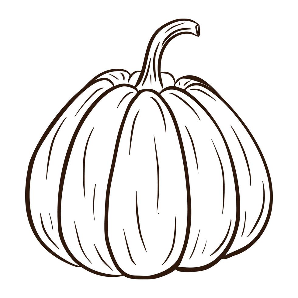 Ilustración de calabaza jugosa de arte lineal. icono de comida de otoño. bosquejo de calabaza madura. elemento para el diseño decorativo de otoño, invitación de halloween, cosecha, pegatina, impresión, logotipo, menú, receta vector