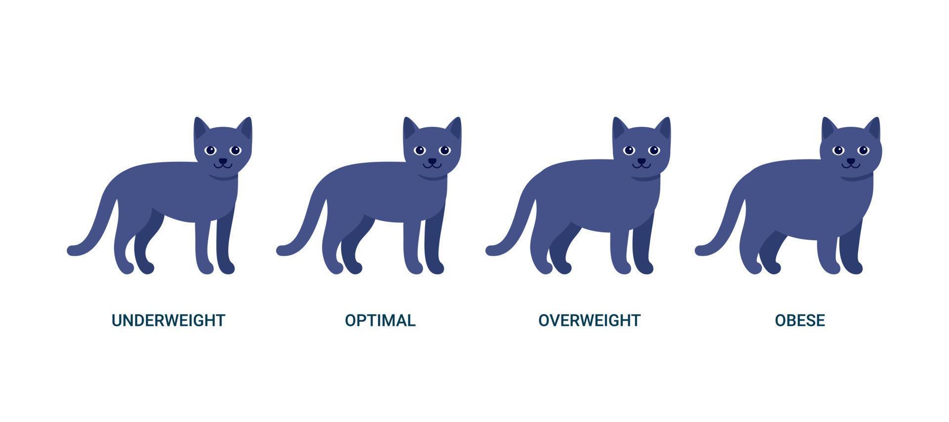 Body mass index cat, chart weight pet. BMI health, underweight, optimal, overweight and obese. House animal black cat. Vector illustration