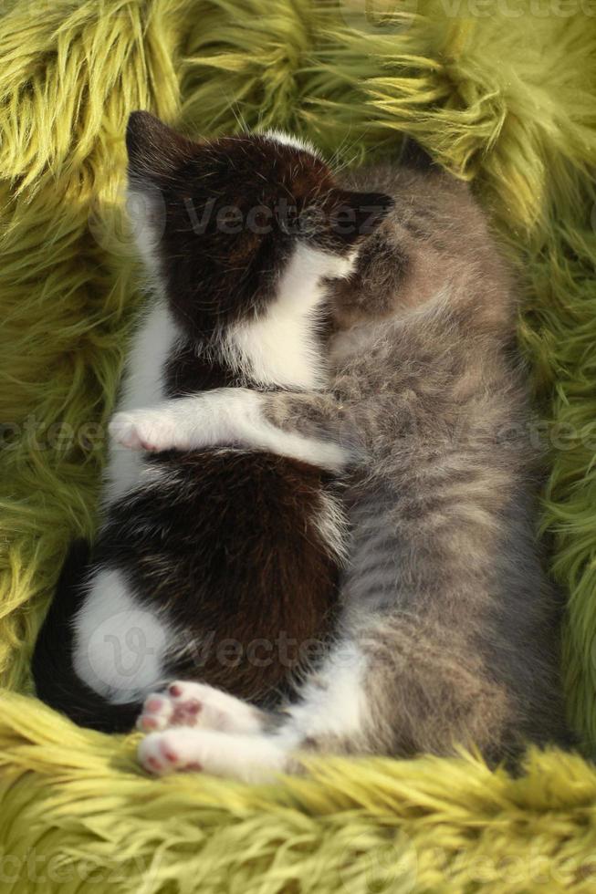 Kittens Outdoors in Natural Light photo