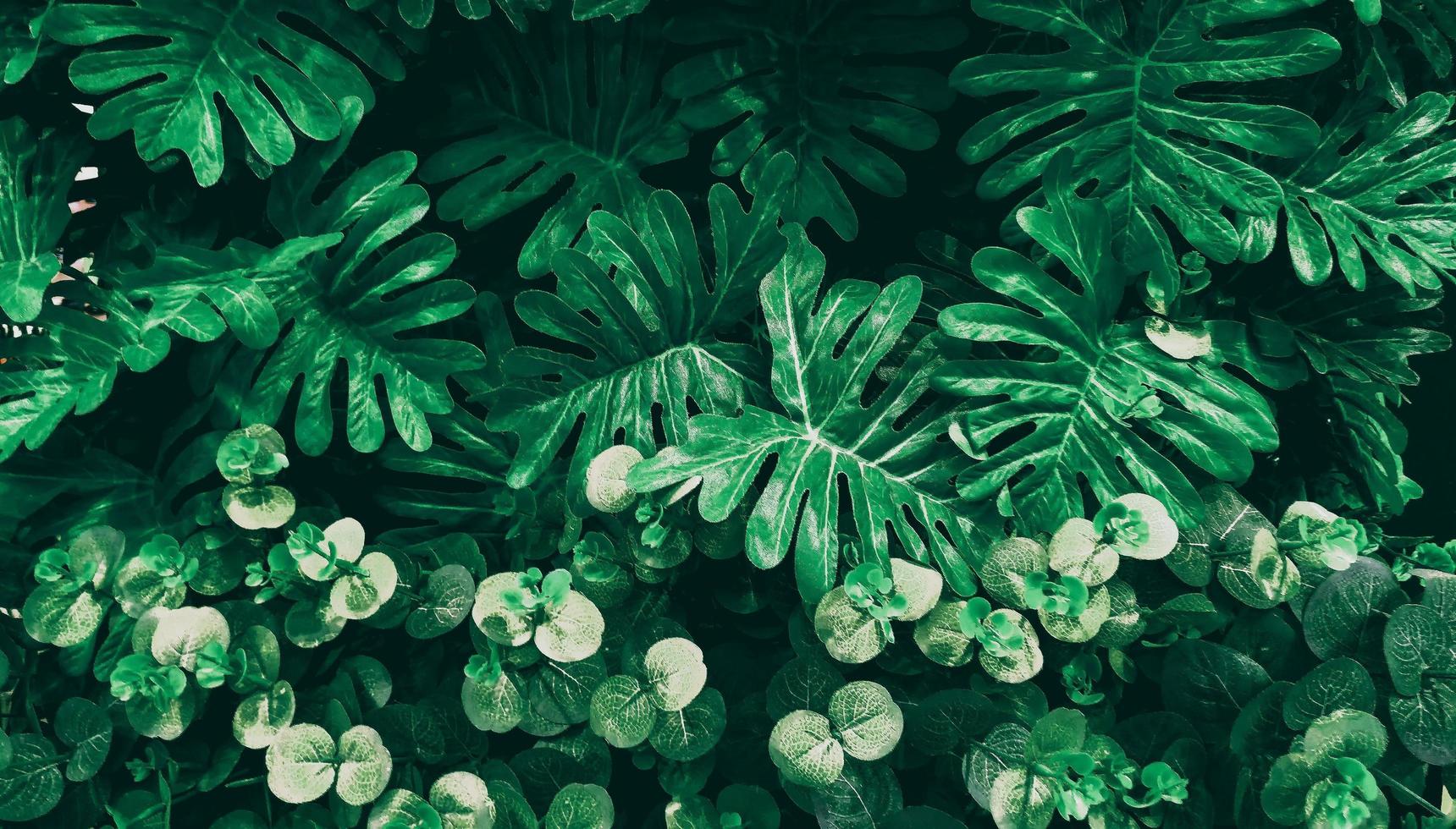 hoja verde tropical en tono oscuro foto