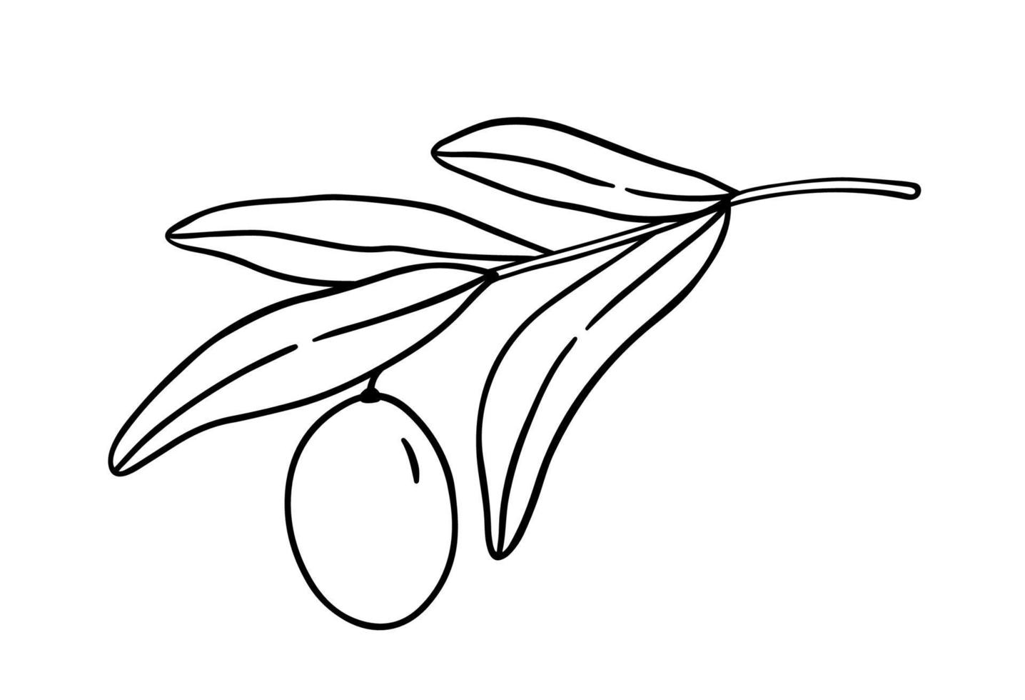 Outline olive branch with leaves isolated on white background vector