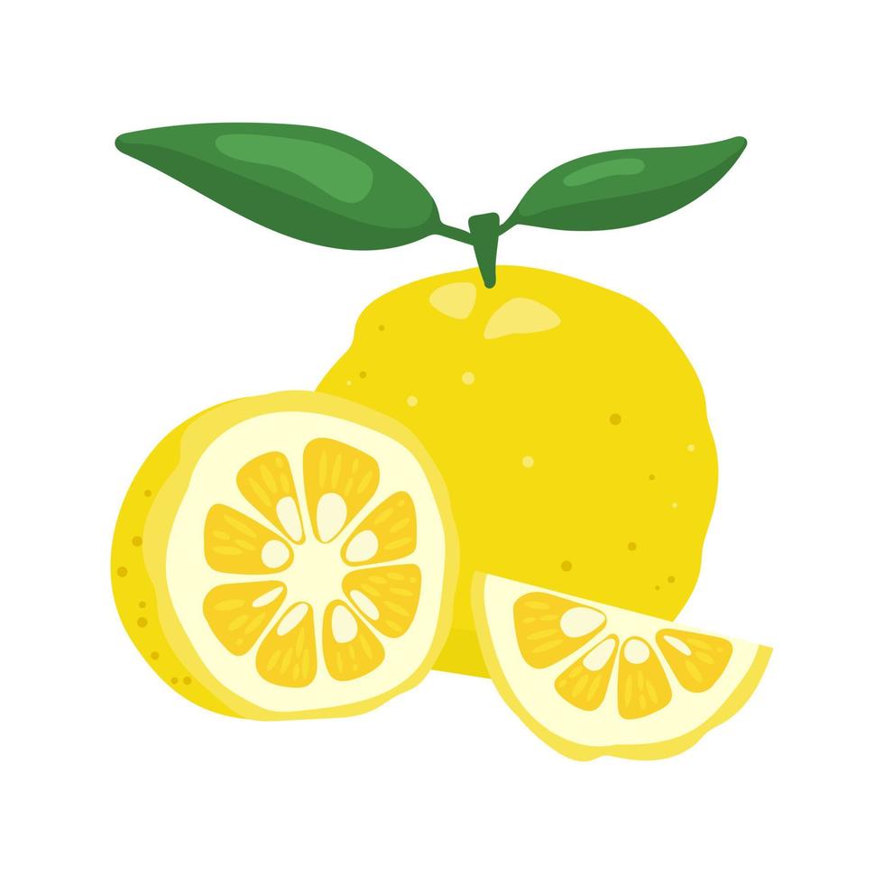 Ilustración de vector de fruta de limón yuzu japaness.