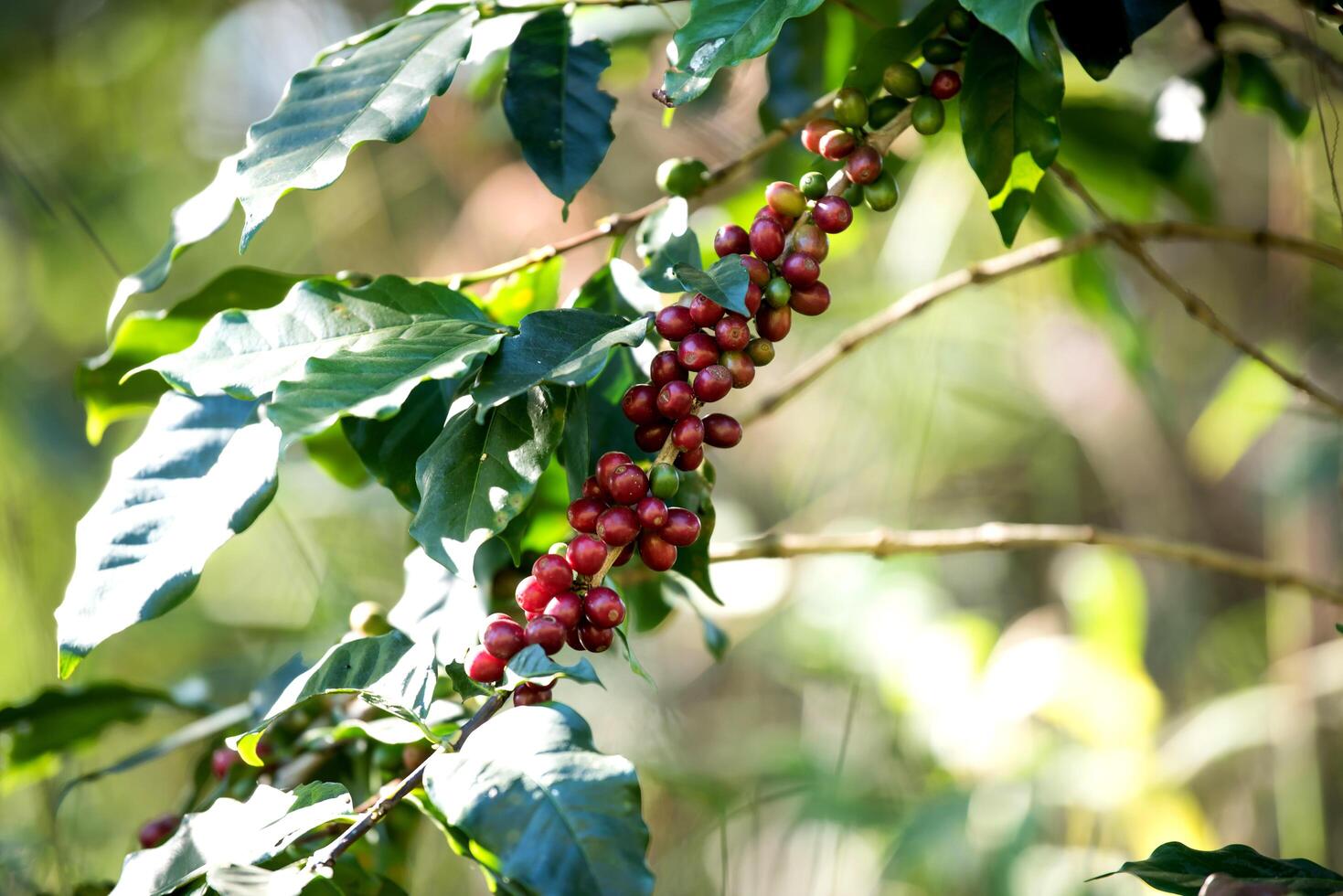 Maduración de la baya del grano de café en la finca de café foto