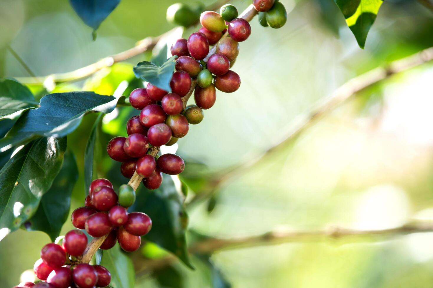 Coffee bean berry ripening on coffee farm photo