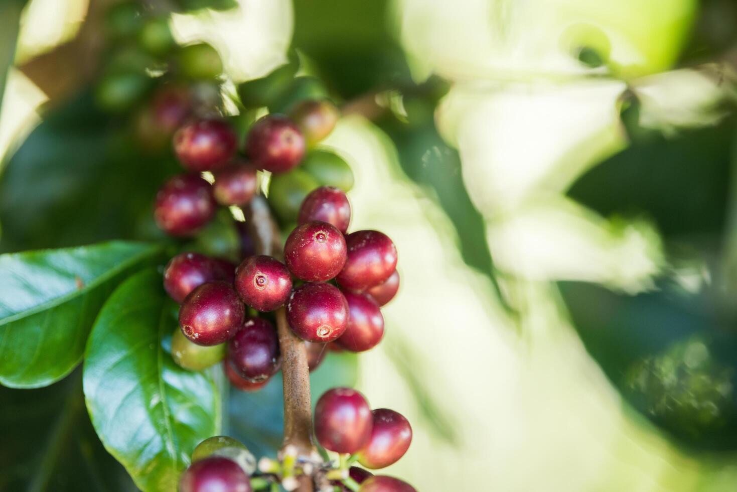 Coffee bean berry ripening on coffee farm photo