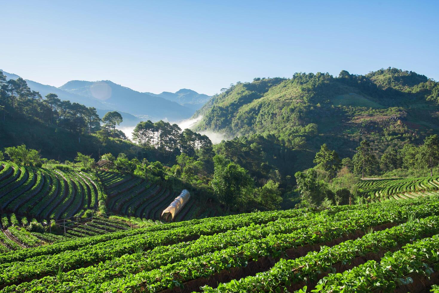 Strawberry Farm field on mountain photo