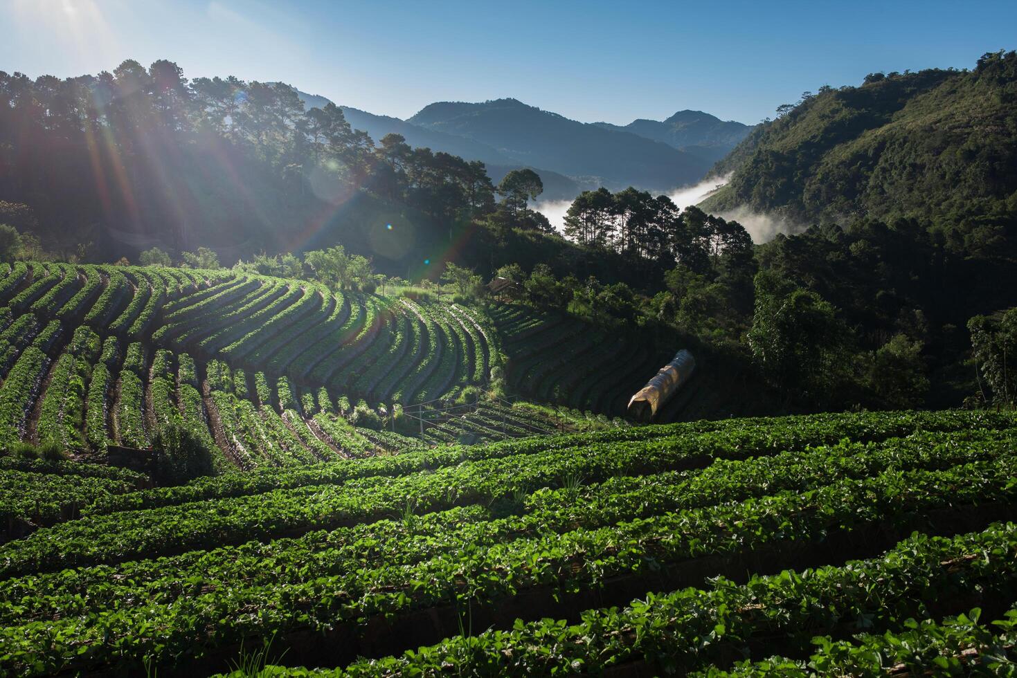 campo de la granja de fresas en la montaña foto