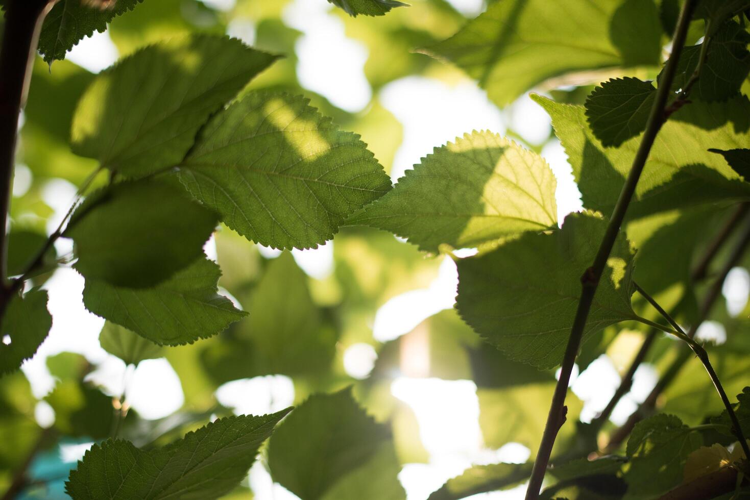 hoja verde en el fondo de la naturaleza foto