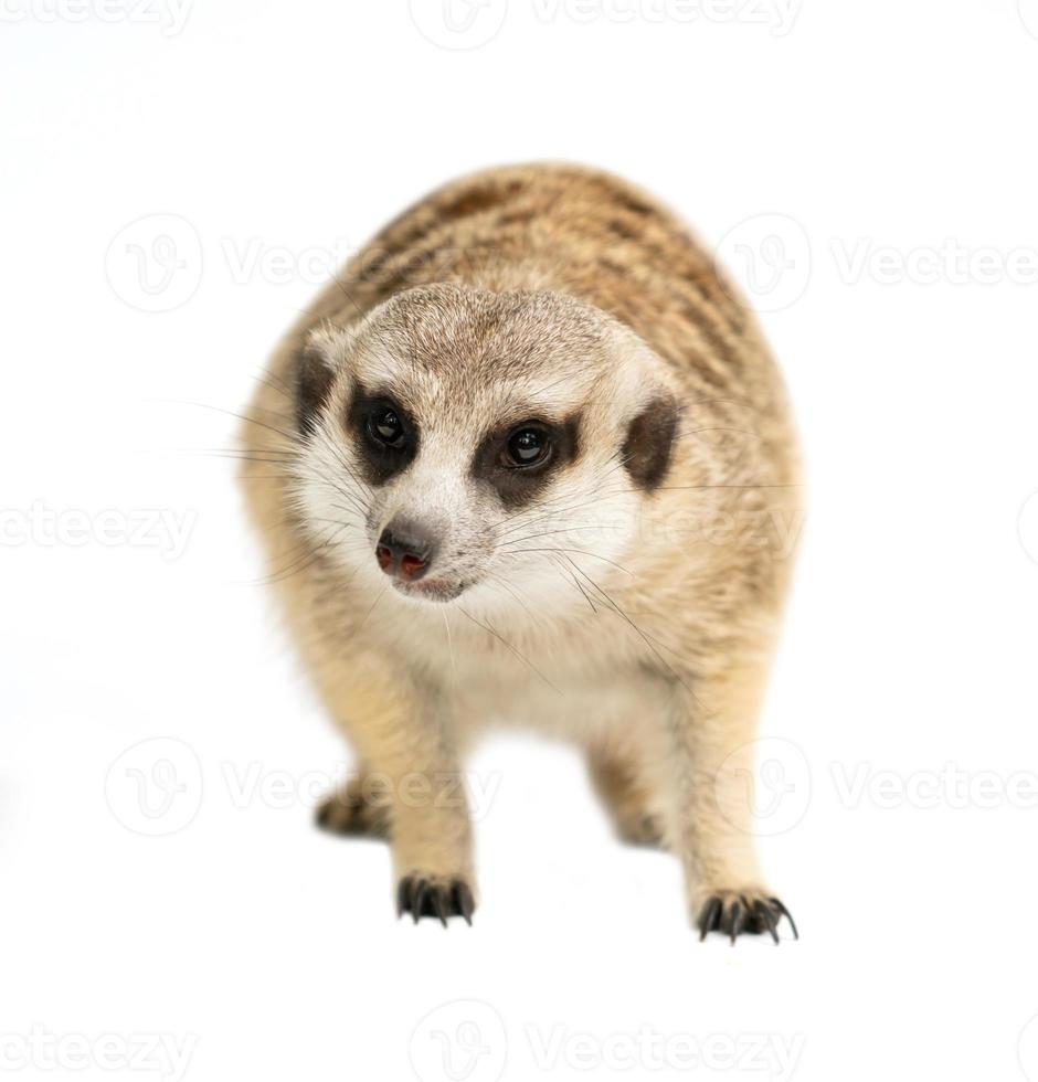 cute meerkat Suricata suricatta  isolated photo