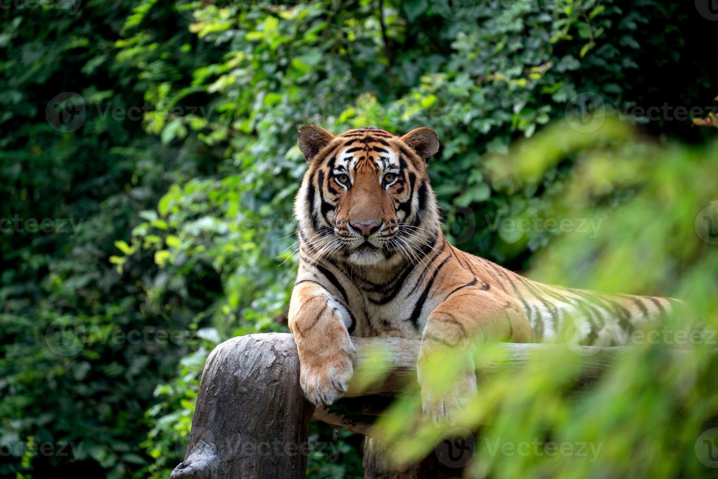 bengal tiger resting among green bush photo