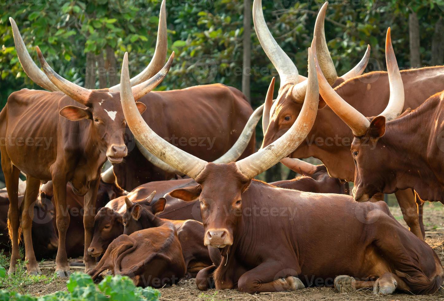 herd of watusi cattle photo
