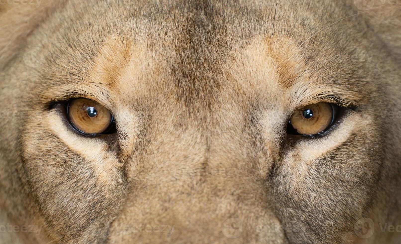 ojos de león hembra de cerca foto