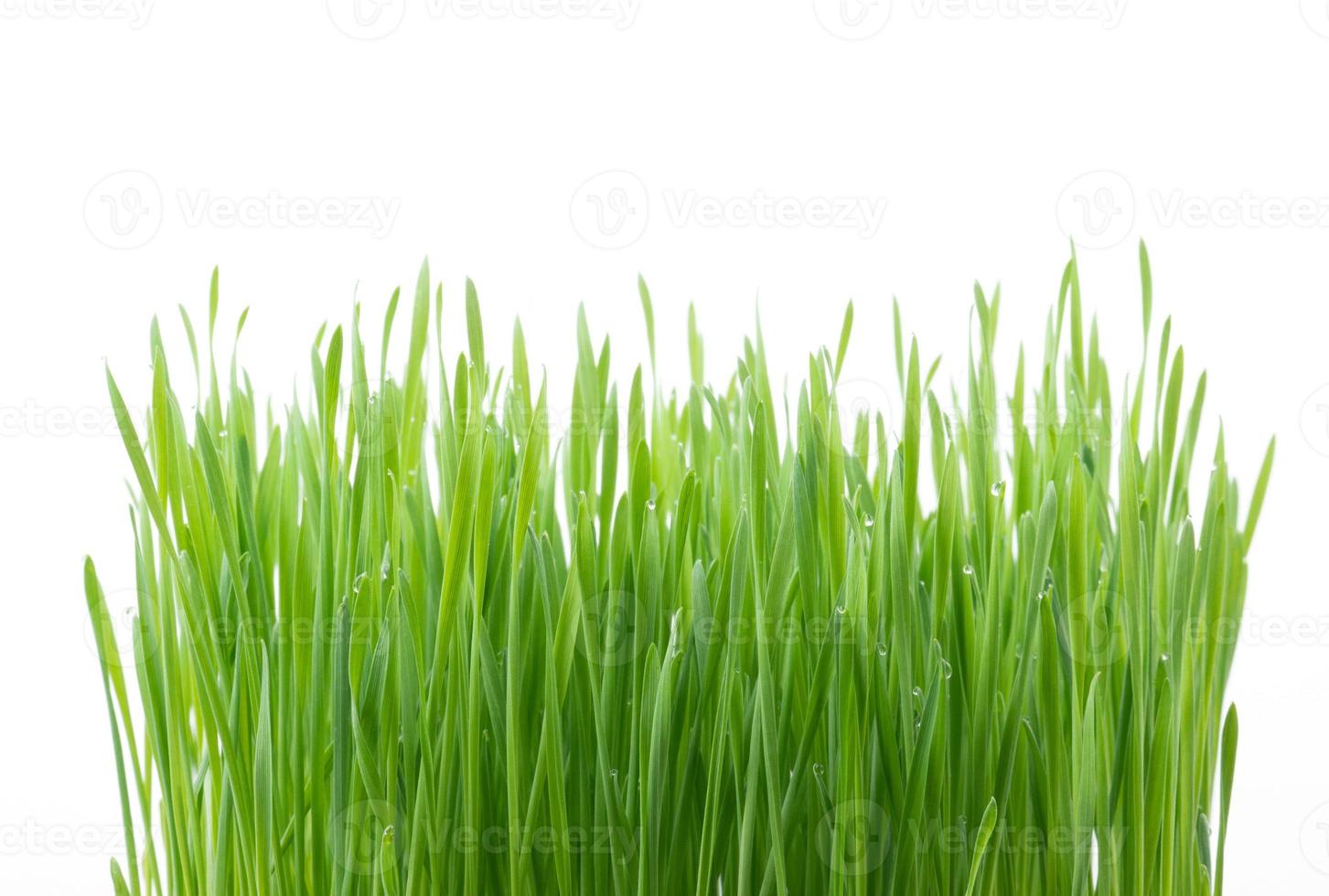Green wheat grass isolated on white background photo