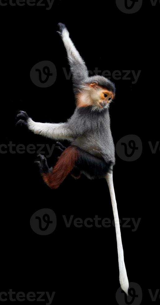 red shanked Douc Langur isolated on black background photo