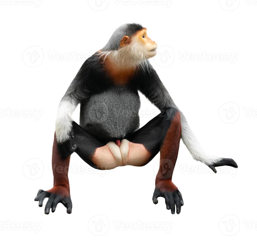 red shanked Douc Langur isolated on white background photo