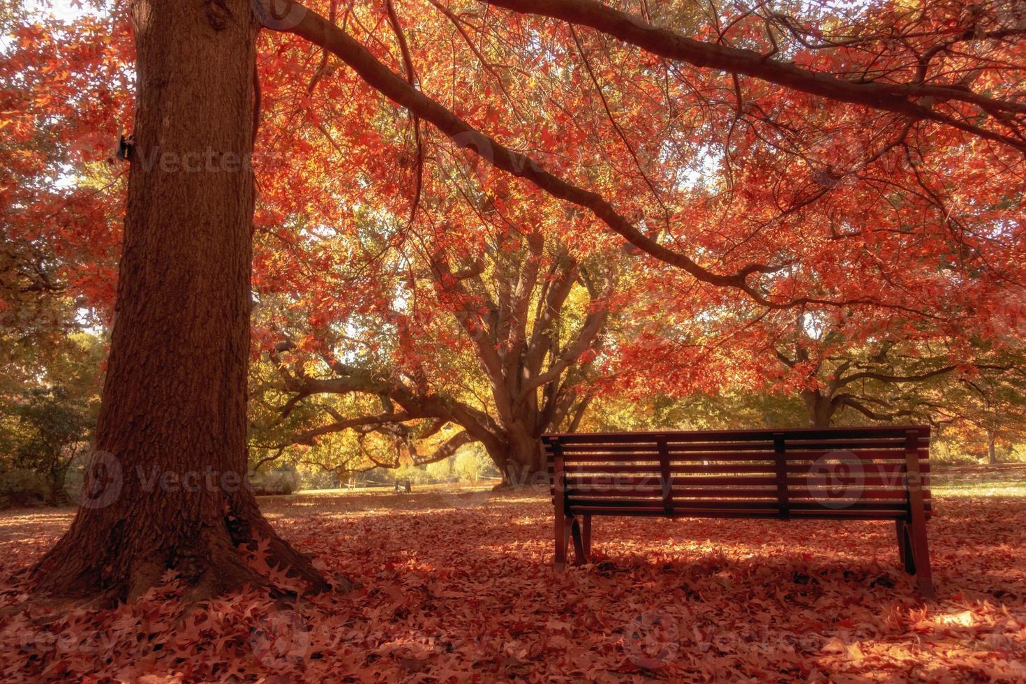 wooden bench in city park photo