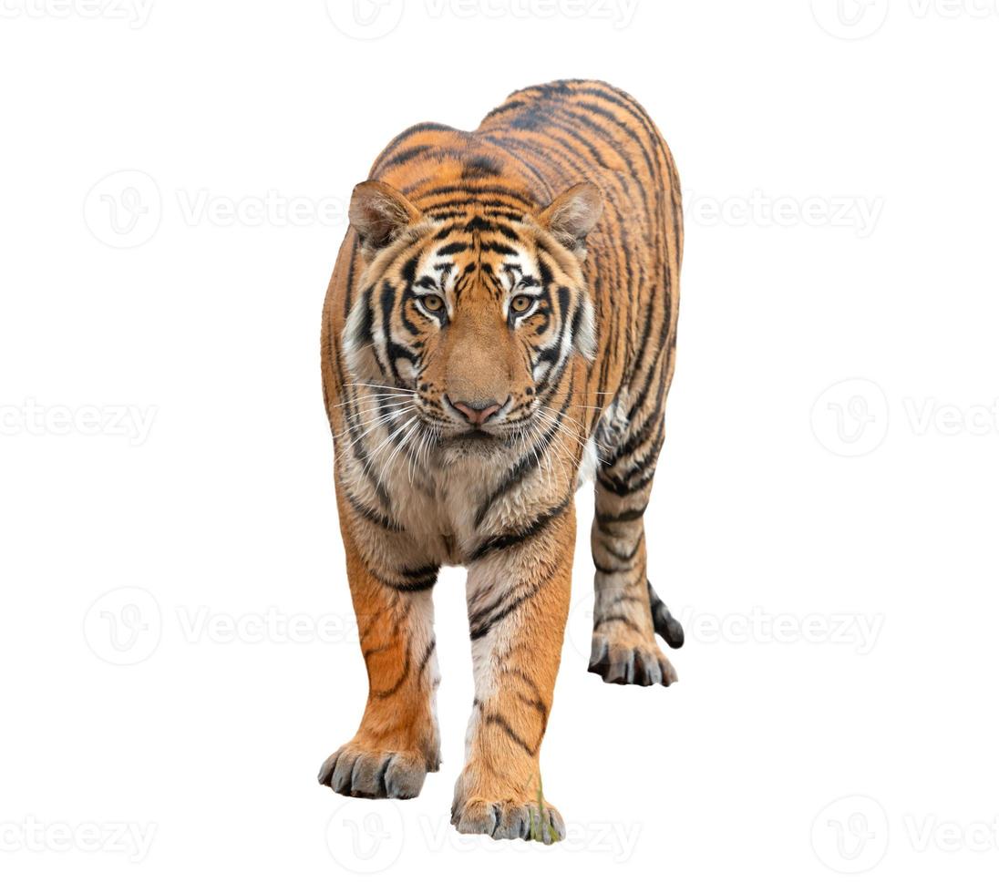 tigre de bengala aislado foto