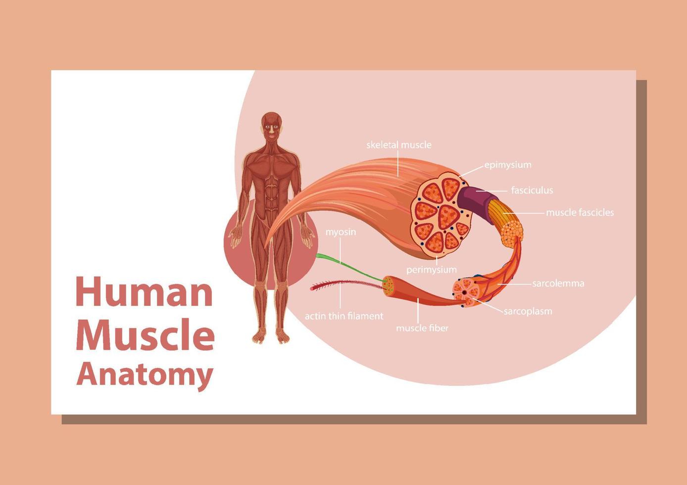 Human muscle anatomy with body anatomy vector