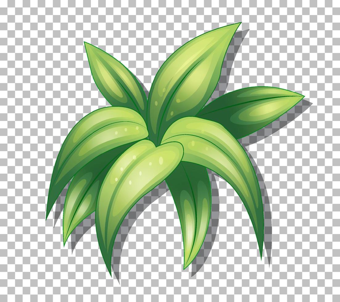 Tropical plant on grid background vector