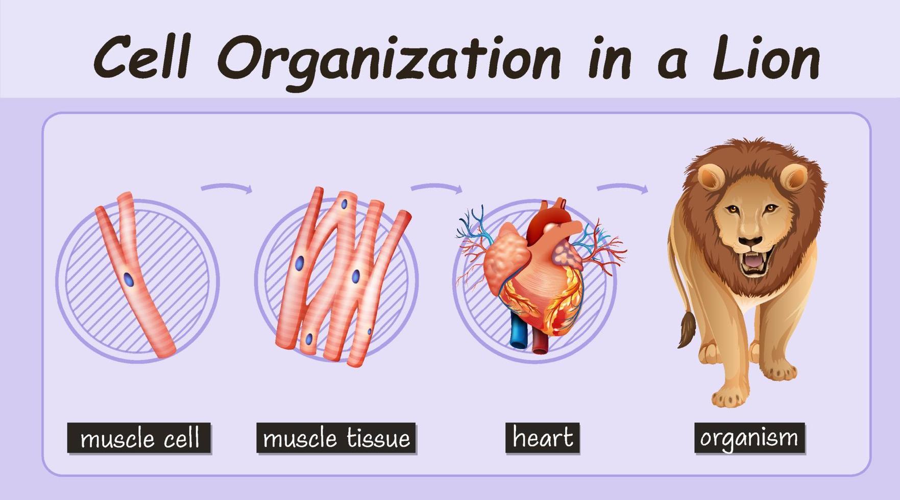 diagrama que muestra la organización celular en un león vector