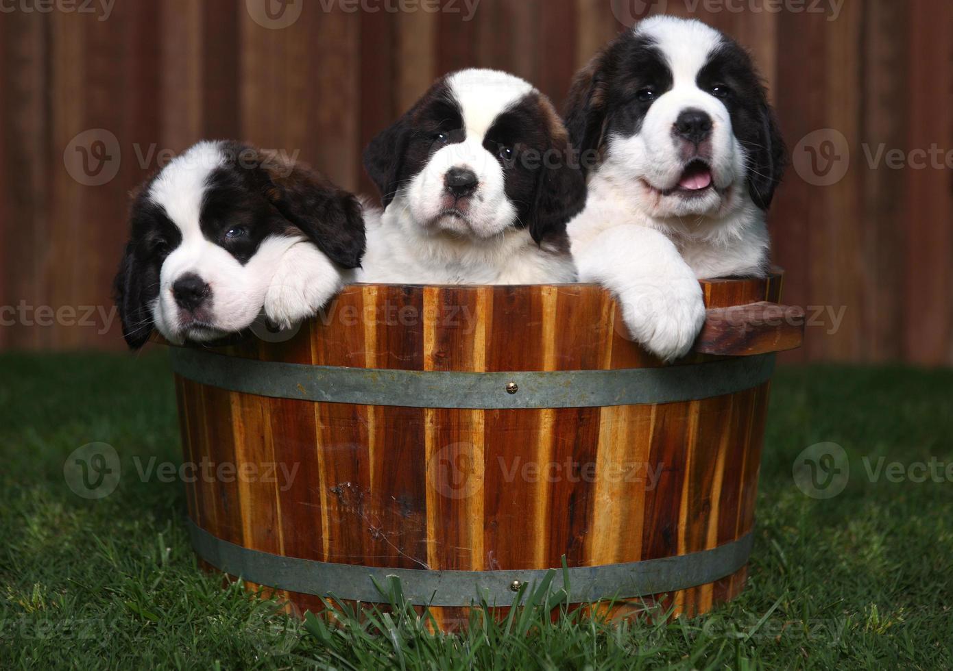 Tres adorables cachorros de San Bernardo en un barril foto