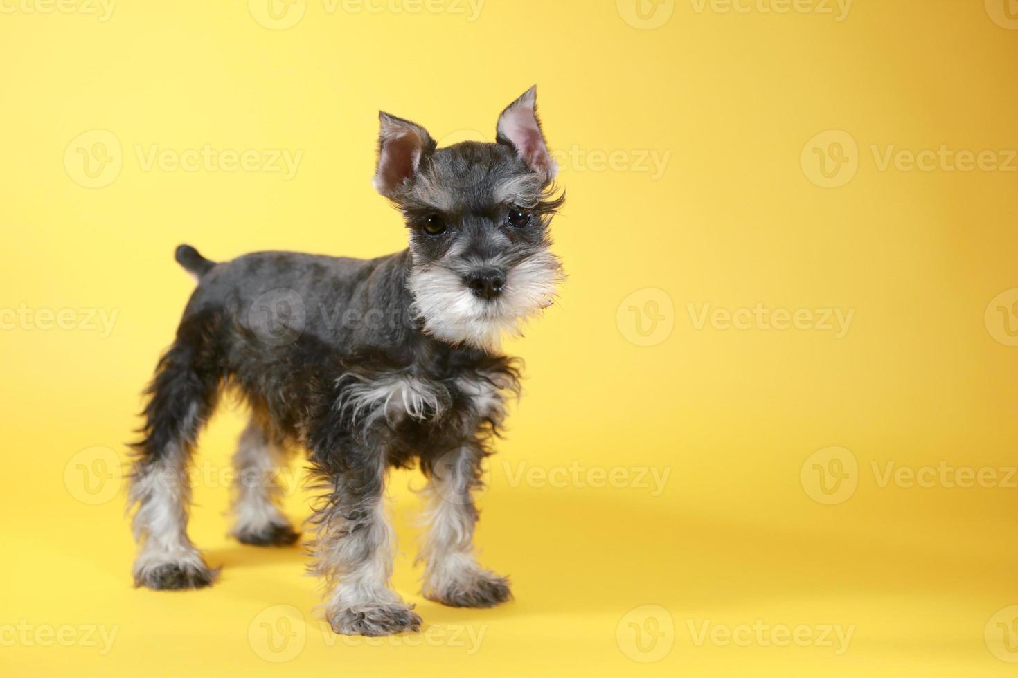 pequeño cachorro schnauzer minuature foto